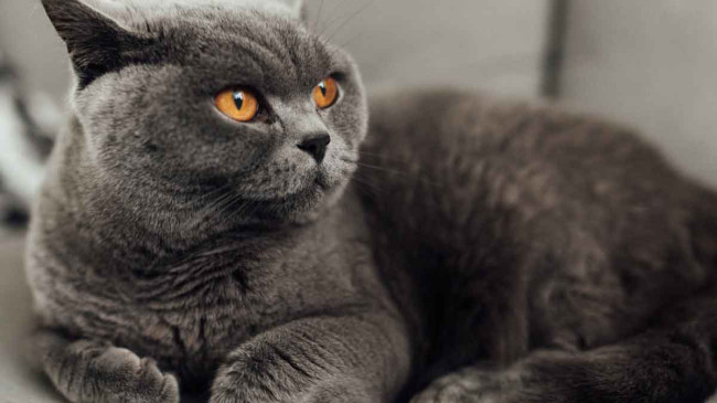 British Shorthair İlanları